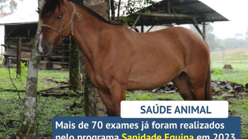 O Programa de Sanidade Equina 2023 já realizou mais de 70 coletas