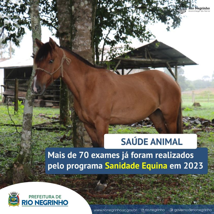 O Programa de Sanidade Equina 2023 já realizou mais de 70 coletas