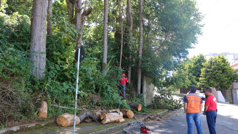 Árvores em risco de queda são retiradas