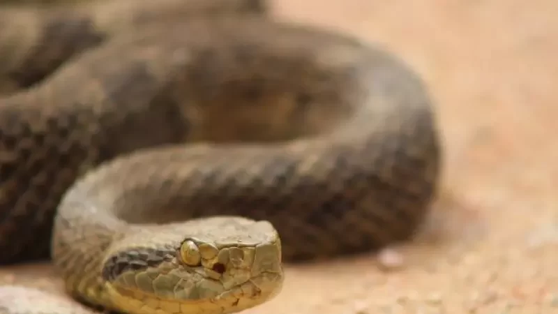 Jararaca é encontrada no hall de condomínio em Blumenau