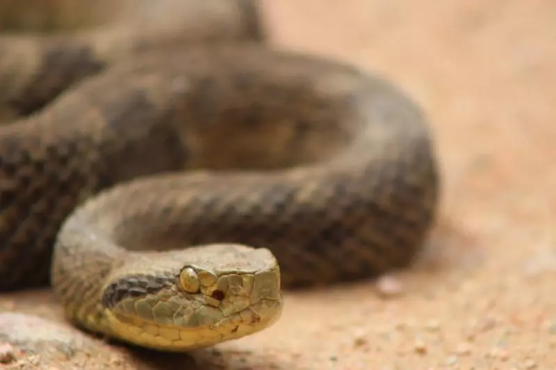 Jararaca é encontrada no hall de condomínio em Blumenau