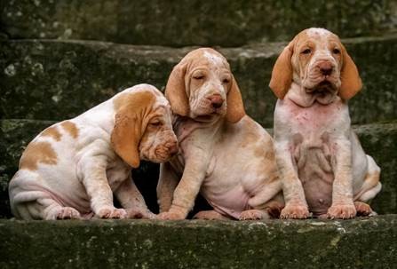 Cão com alergia nas ‘dobrinhas’ – saiba como prevenir