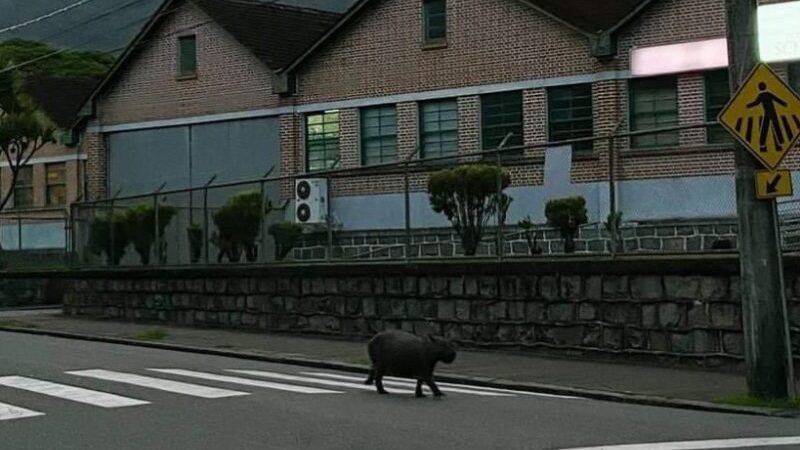 Capivara usa faixa de segurança para atravessar a rua em Pomerode