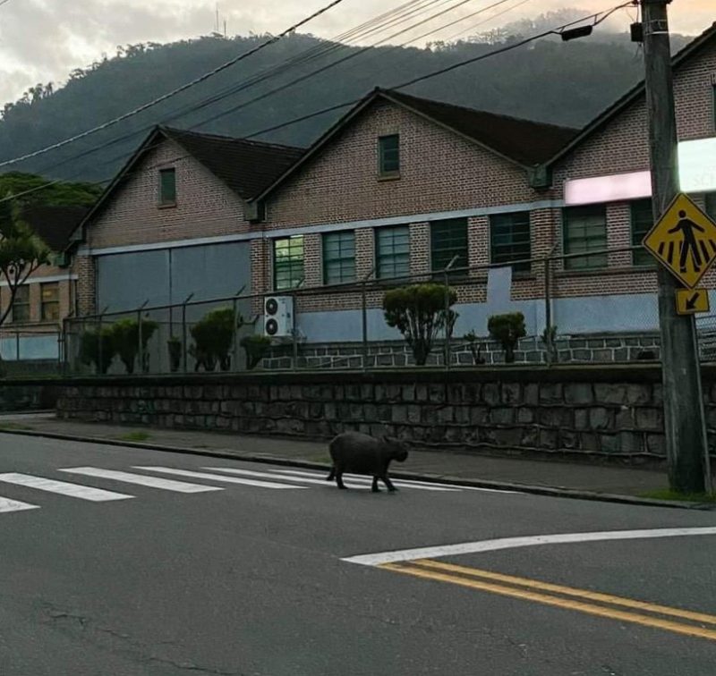 Capivara usa faixa de segurança para atravessar a rua em Pomerode