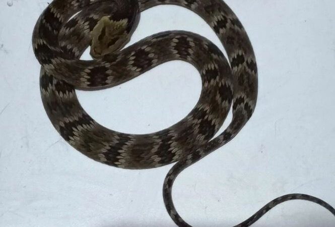 Cobra é encontrada em creche e assusta professores e crianças em SC