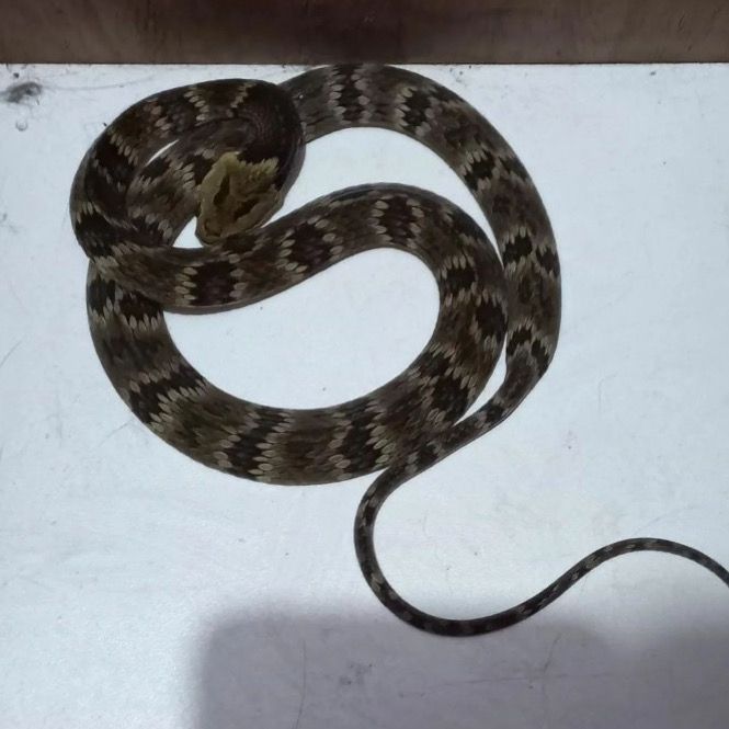 Cobra é encontrada em creche e assusta professores e crianças em SC