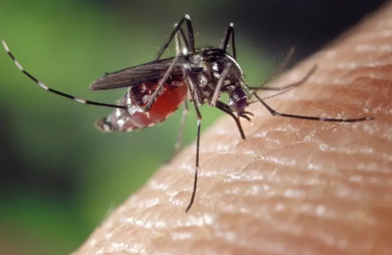 Número de casos de dengue em SC salta de 142 para 339 em uma semana