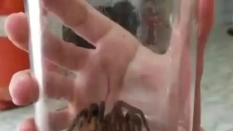 Aranha com veneno mortal e que salta até 40cm de distância quando ameaçada é capturada em casa de SC