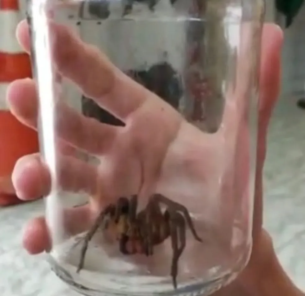 Aranha com veneno mortal e que salta até 40cm de distância quando ameaçada é capturada em casa de SC