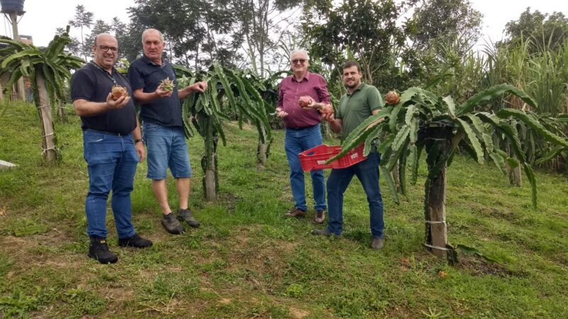 Apostando no cultivo da pitaya