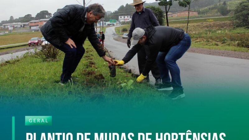 Plantio de mudas de hortênsias na Avenida dos Imigrantes