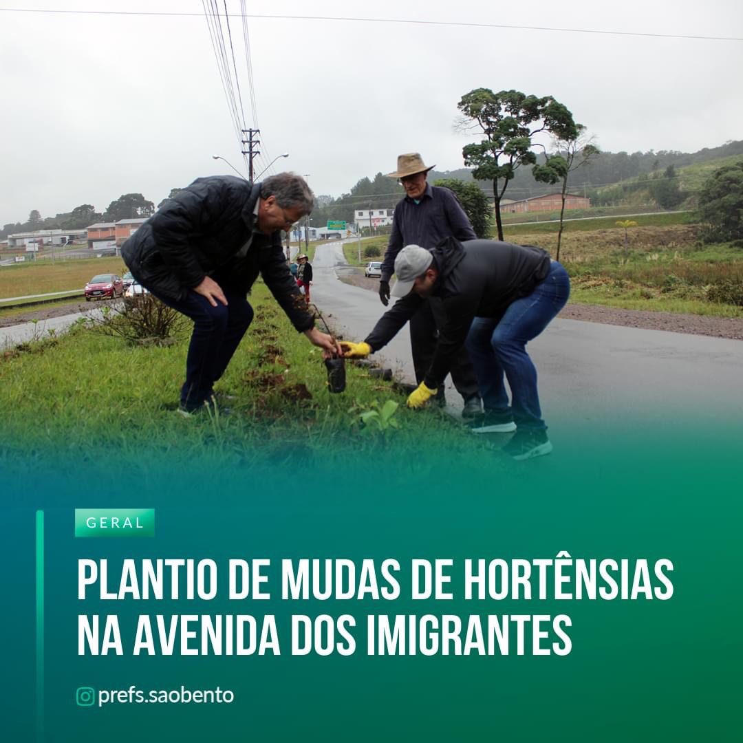 Plantio de mudas de hortênsias na Avenida dos Imigrantes