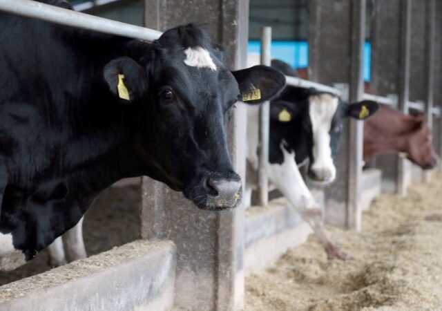 Produção de leite cresce em SC, enquanto diminui na maioria dos estados