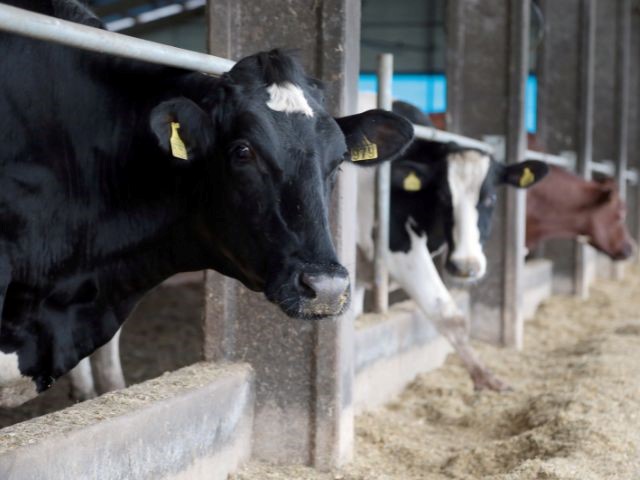 Produção de leite cresce em SC, enquanto diminui na maioria dos estados