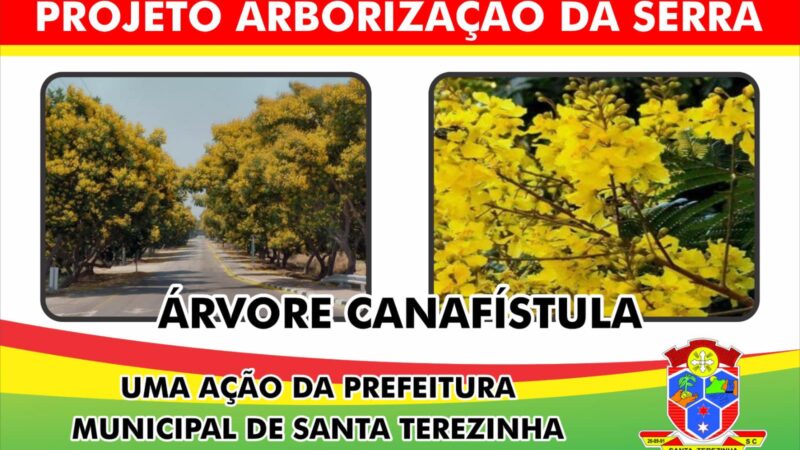 Santa terezinha ganha o colorido e o perfume da canafistula em seu perimetro urbano.