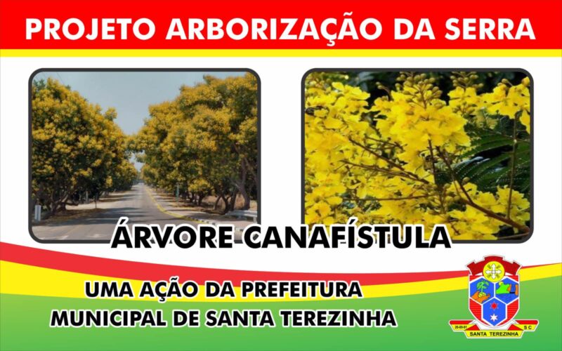 Santa terezinha ganha o colorido e o perfume da canafistula em seu perimetro urbano.