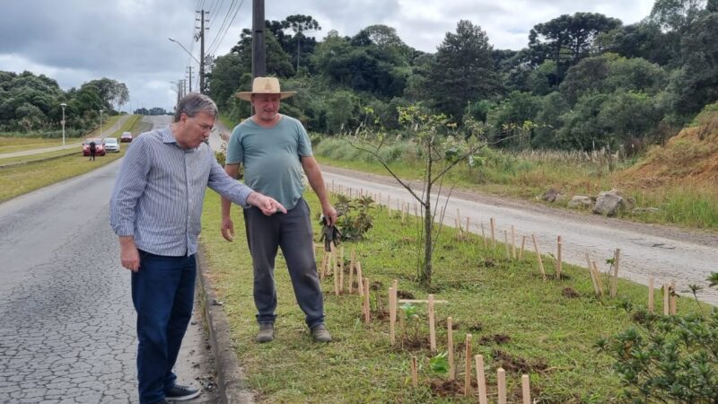 Plantio de hortênsias na Avenida dos Imigrantes