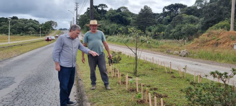 Plantio de hortênsias na Avenida dos Imigrantes