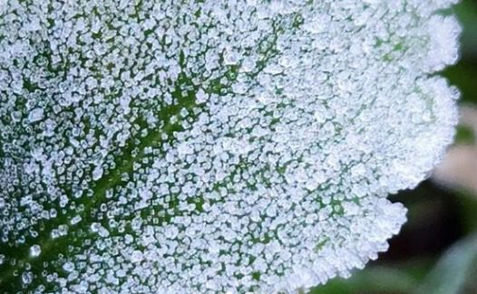 Maior frio do ano? Bom Jardim da Serra tem amanhecer congelante com -2,8ºC