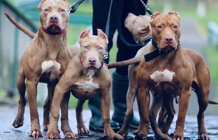 MPSC ingressa com ações para cumprimento de lei que proíbe comercialização de pit bulls no estado