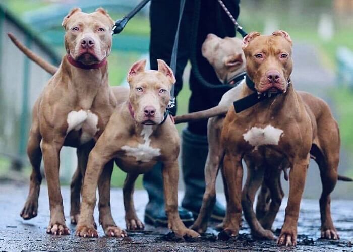 MPSC ingressa com ações para cumprimento de lei que proíbe comercialização de pit bulls no estado