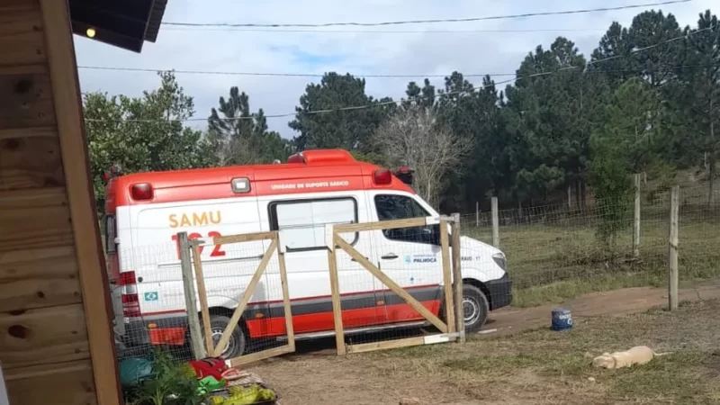 Família é atacada por abelhas em SC e homem é hospitalizado após receber 450 ferroadas; dois cães morrem