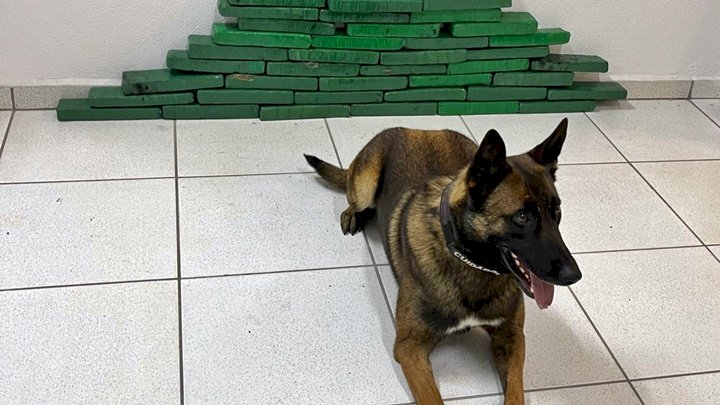 Mais de 36 kg de drogas são apreendidos em São Bento do Sul