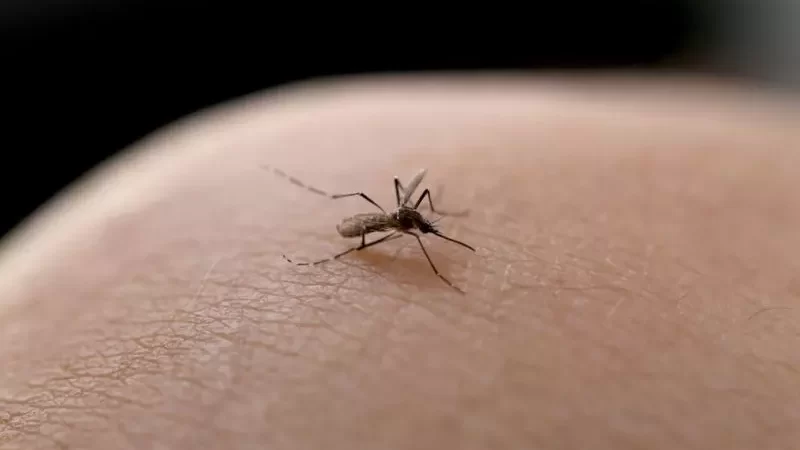 Blumenau registra primeira morte por dengue e confirma 230 casos em uma semana