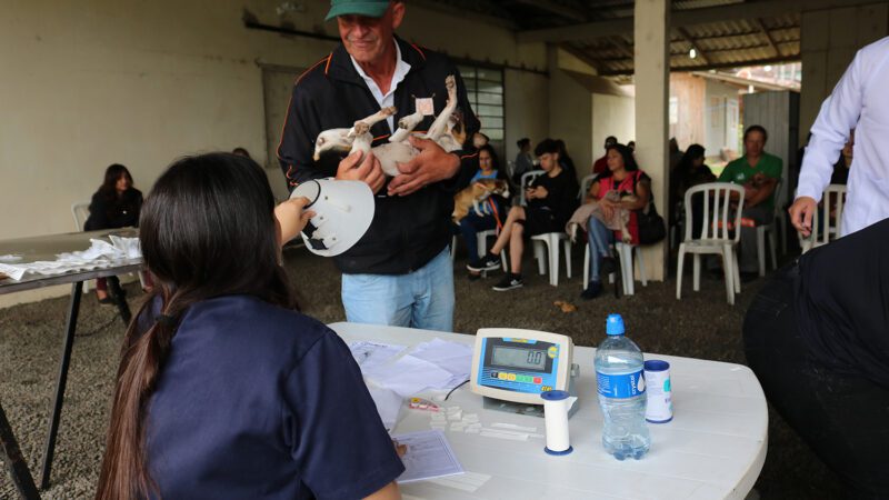 220 animais recebem castração gratuita em São Bento do Sul