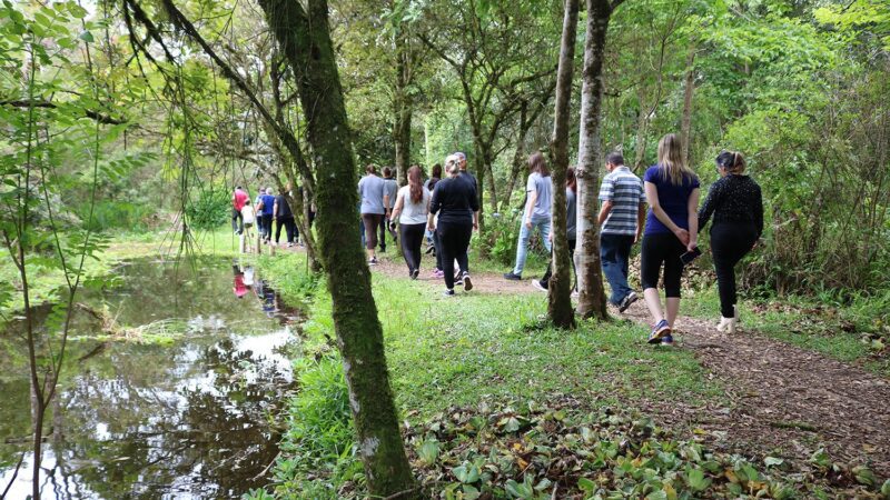 “Banho de Floresta”: terapia para saúde mental e conexão com a natureza