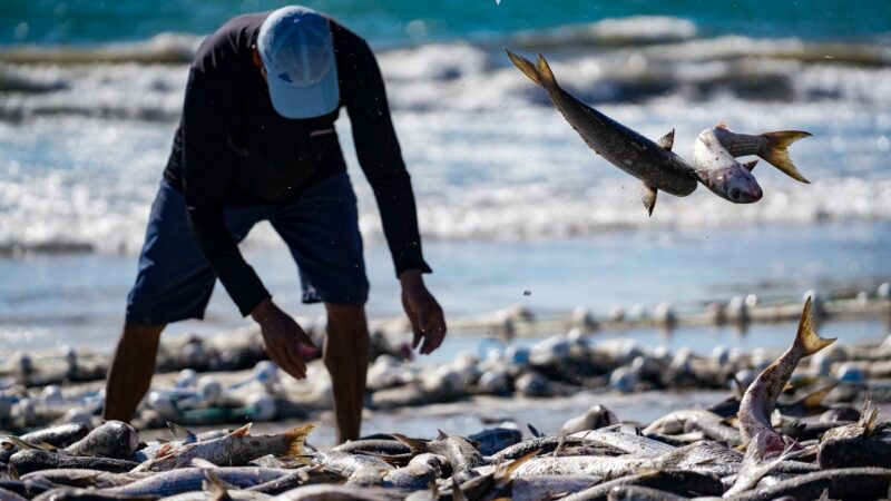 Santa Catarina pesca mais de dois milhões de quilos de tainhas na safra 2024