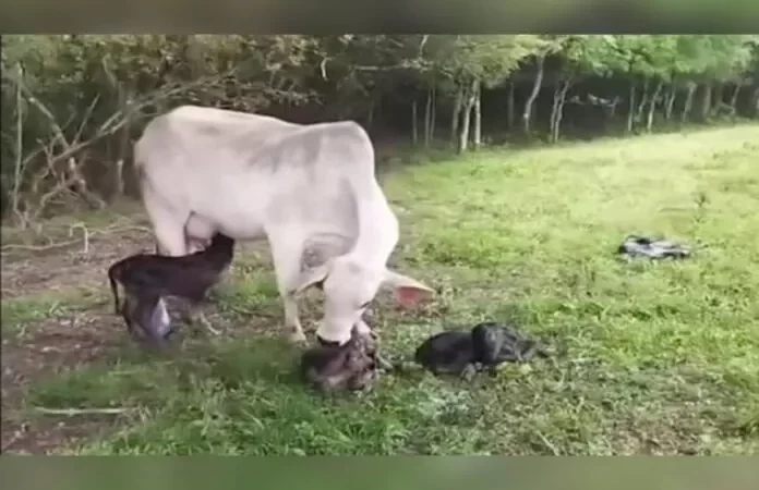 Em caso raríssimo, vaca dá a luz a quadrigêmeos em Papanduva