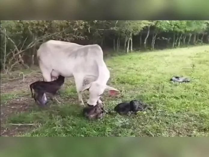 Em caso raríssimo, vaca dá a luz a quadrigêmeos em Papanduva